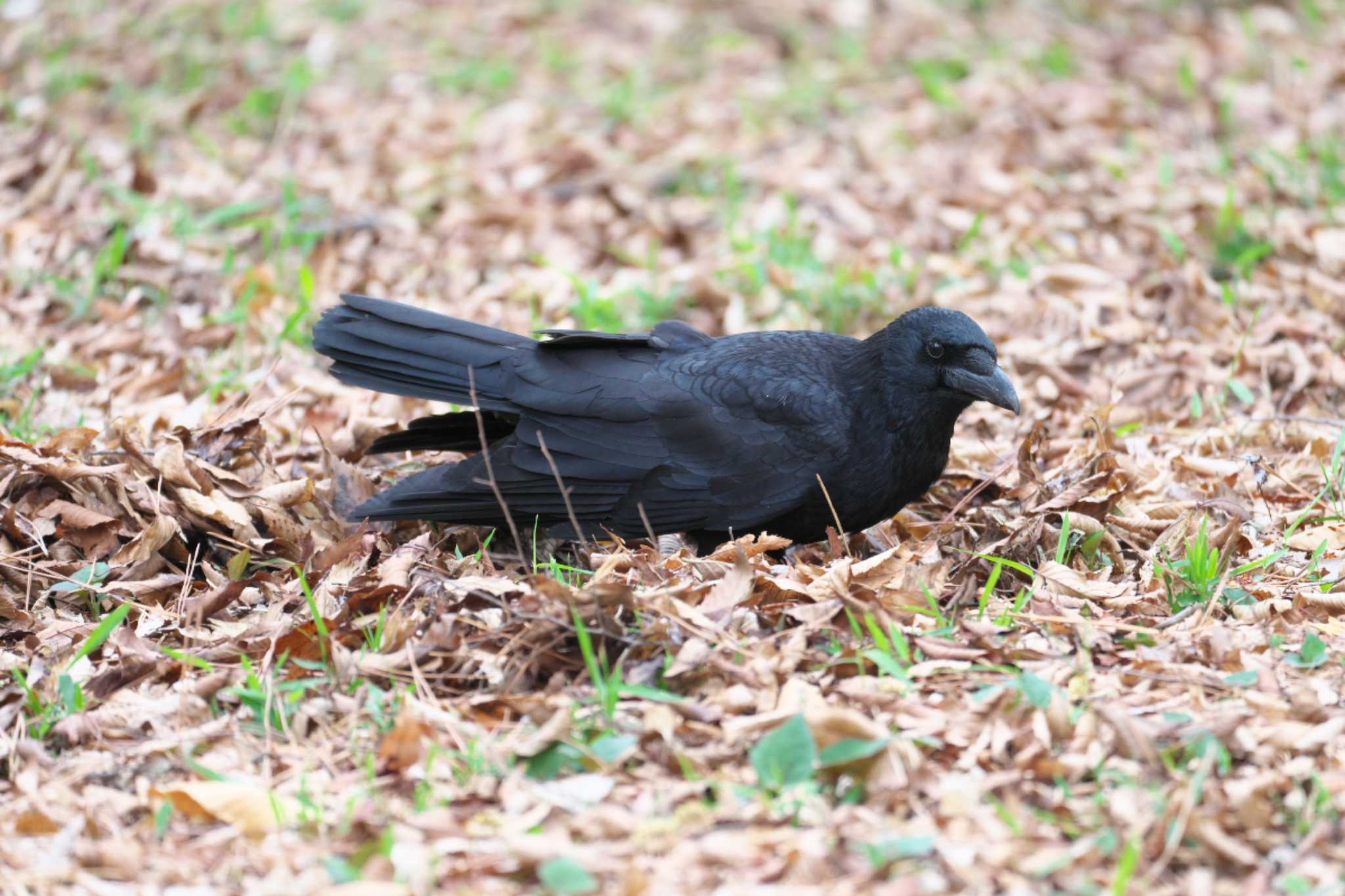 井の頭公園 ハシボソガラスの写真 by Y. Watanabe