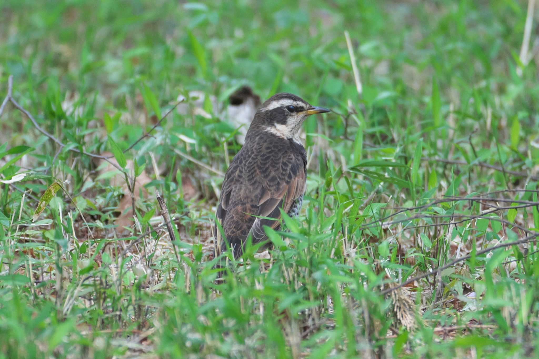 Photo of Dusky Thrush at Inokashira Park by Y. Watanabe