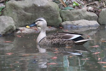 カワセミ 井の頭公園 2024年4月6日(土)