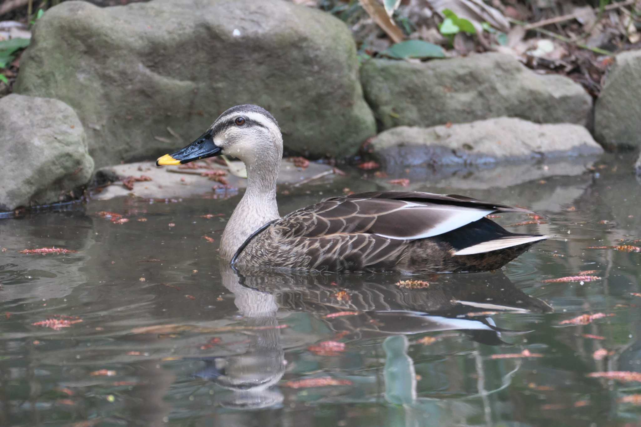 井の頭公園 カワセミの写真 by Y. Watanabe