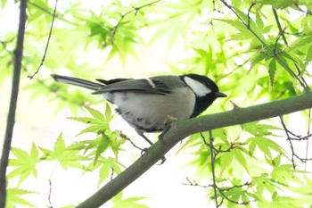 シジュウカラ 井の頭公園 2024年4月6日(土)