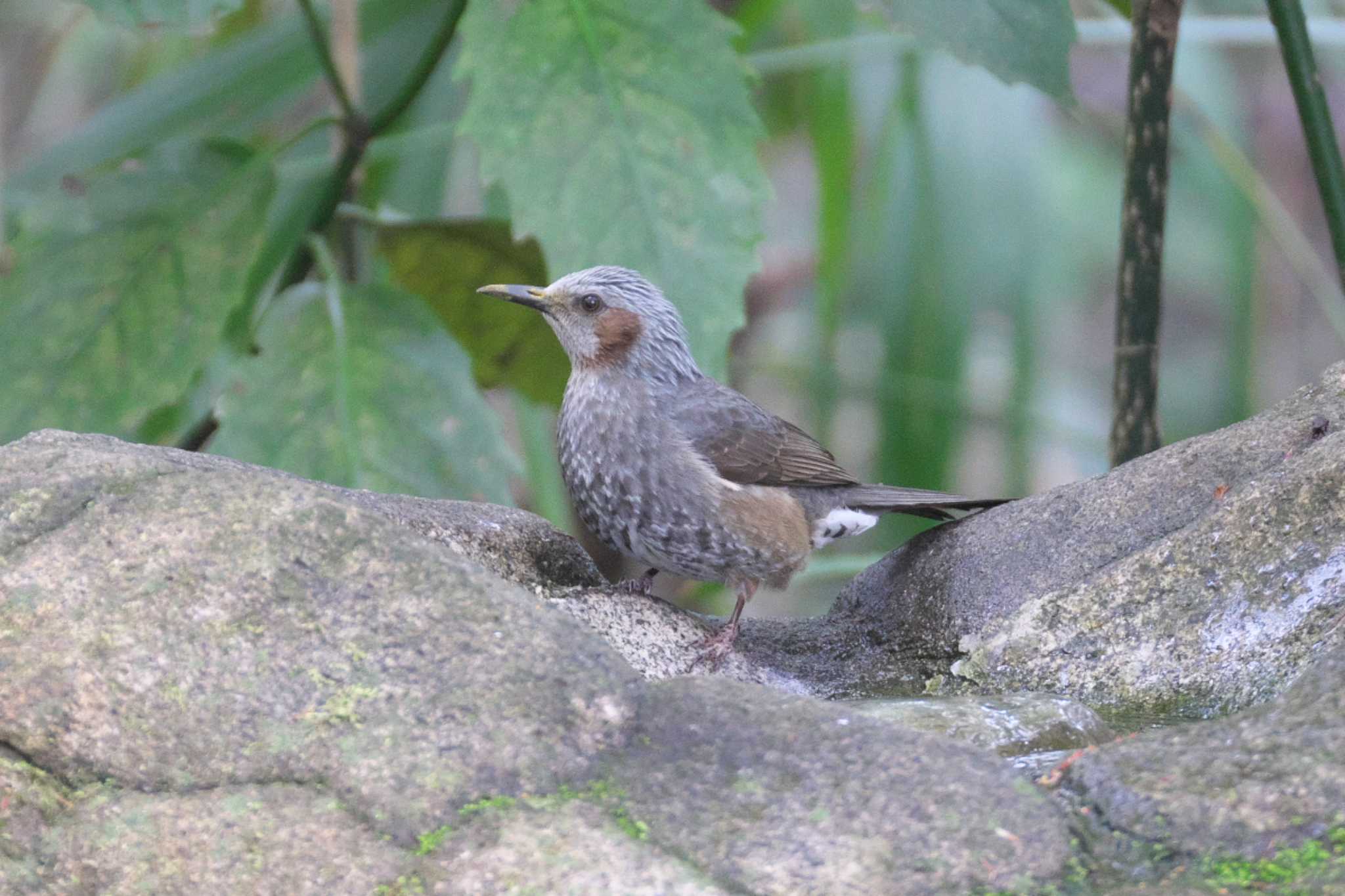 Brown-eared Bulbul