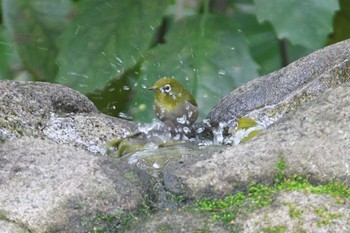 Warbling White-eye Inokashira Park Sat, 4/6/2024