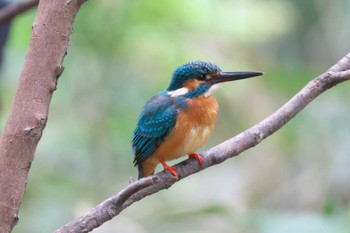 カワセミ 井の頭公園 2024年4月6日(土)