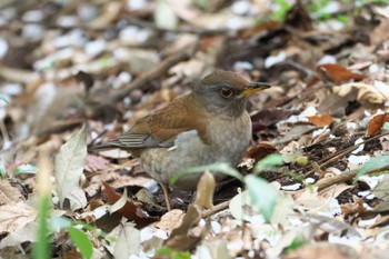 シロハラ 井の頭公園 2024年4月6日(土)