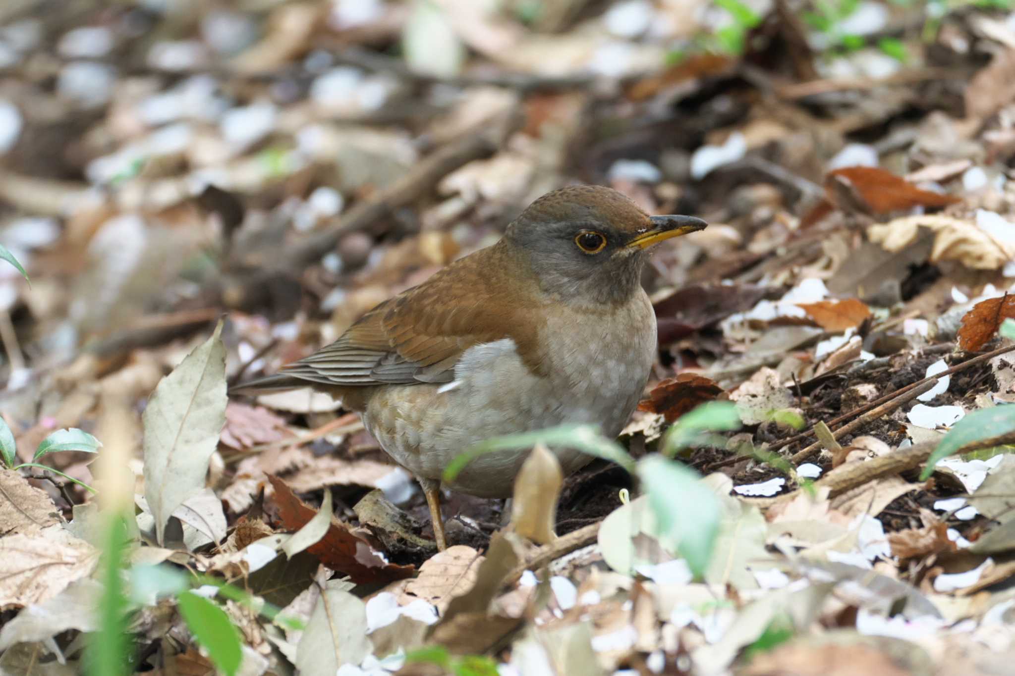 Photo of Pale Thrush at Inokashira Park by Y. Watanabe