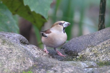 Hawfinch Inokashira Park Sat, 4/6/2024