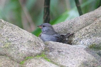 Grey Bunting Inokashira Park Sat, 4/6/2024