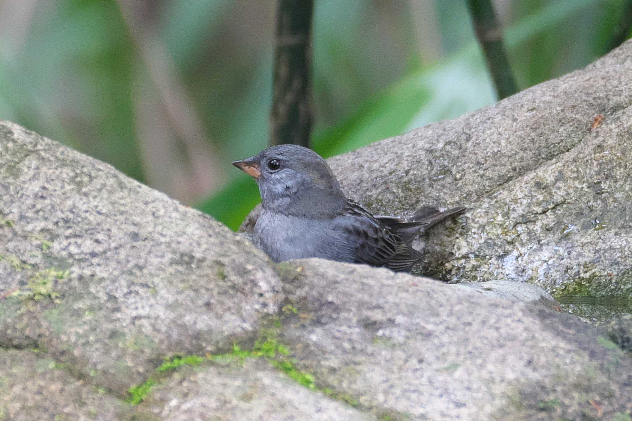 Photo of Grey Bunting at Inokashira Park by Y. Watanabe