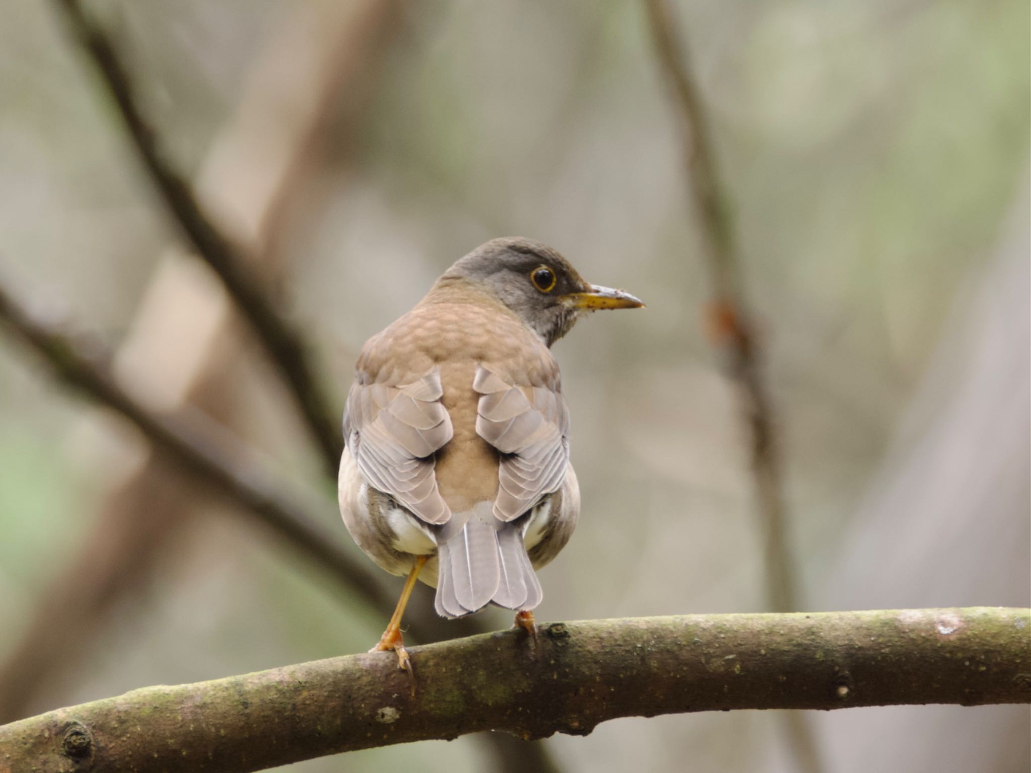 Photo of Pale Thrush at 高崎自然の森 by スキーヤー