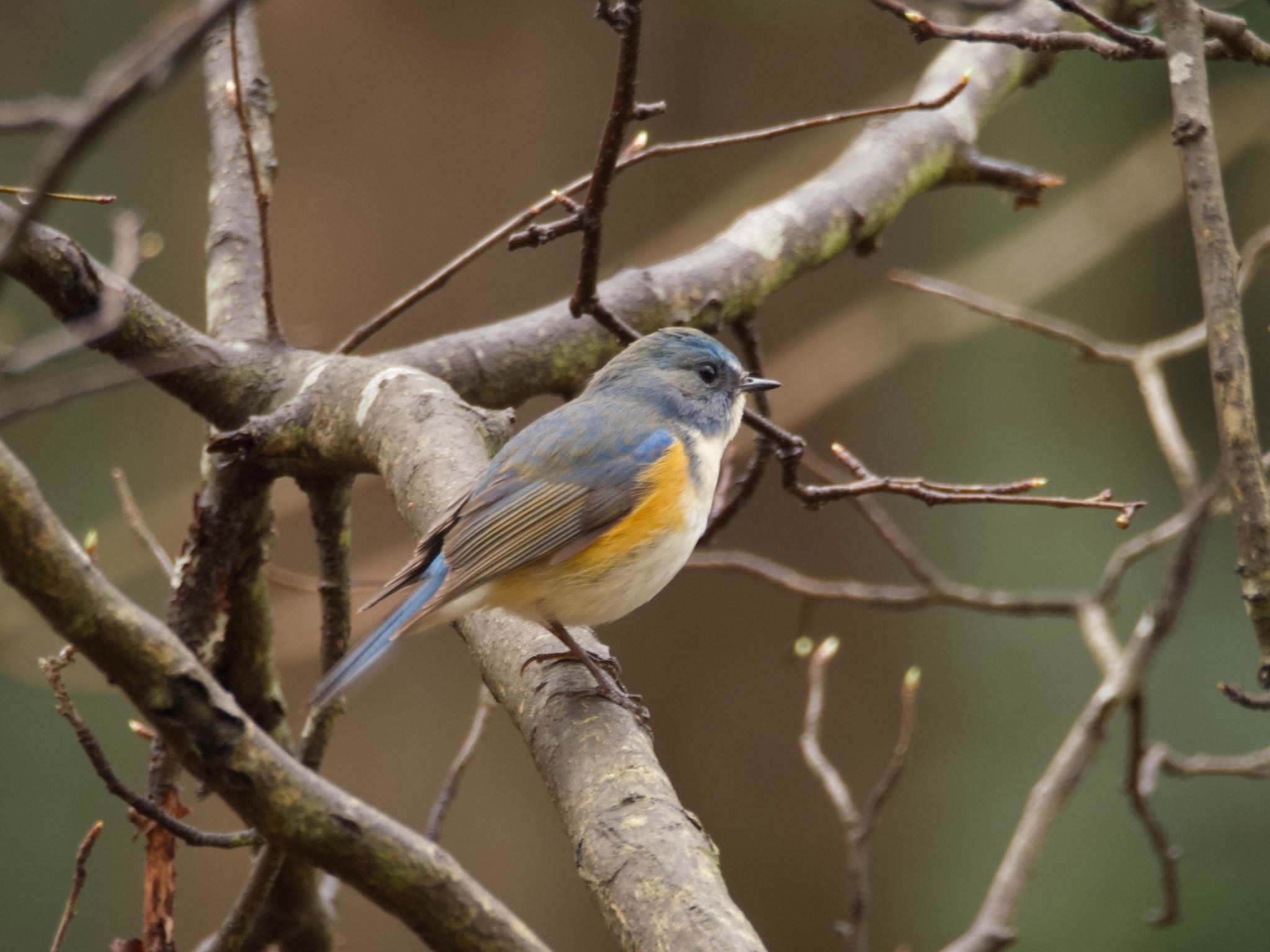 Photo of Red-flanked Bluetail at 高崎自然の森 by スキーヤー