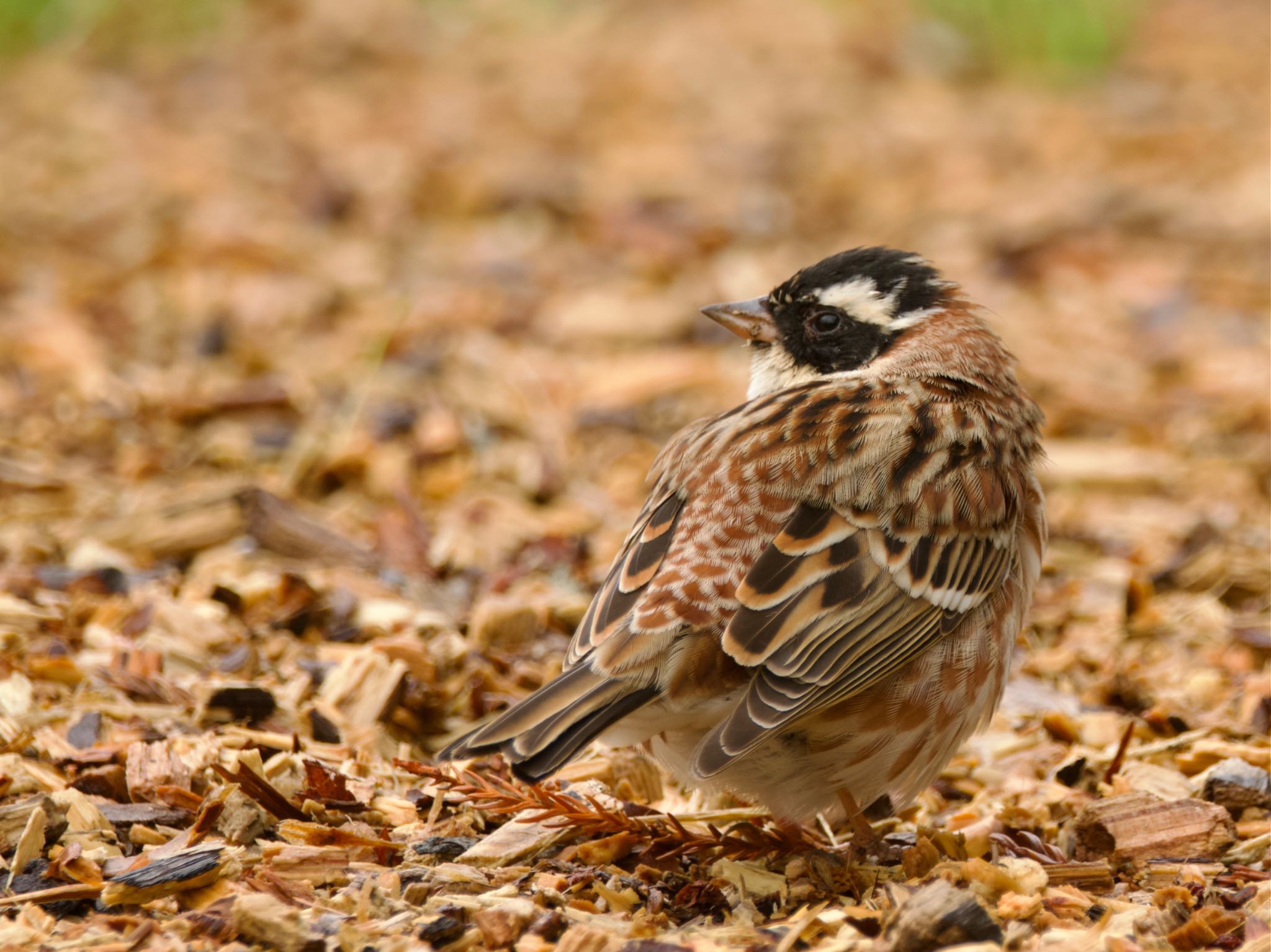 Rustic Bunting