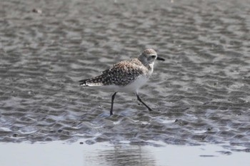 Grey Plover Sambanze Tideland Sun, 3/31/2024