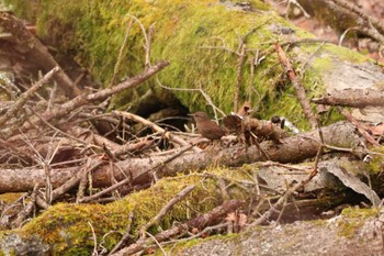 Eurasian Wren Yanagisawa Pass Sat, 4/6/2024