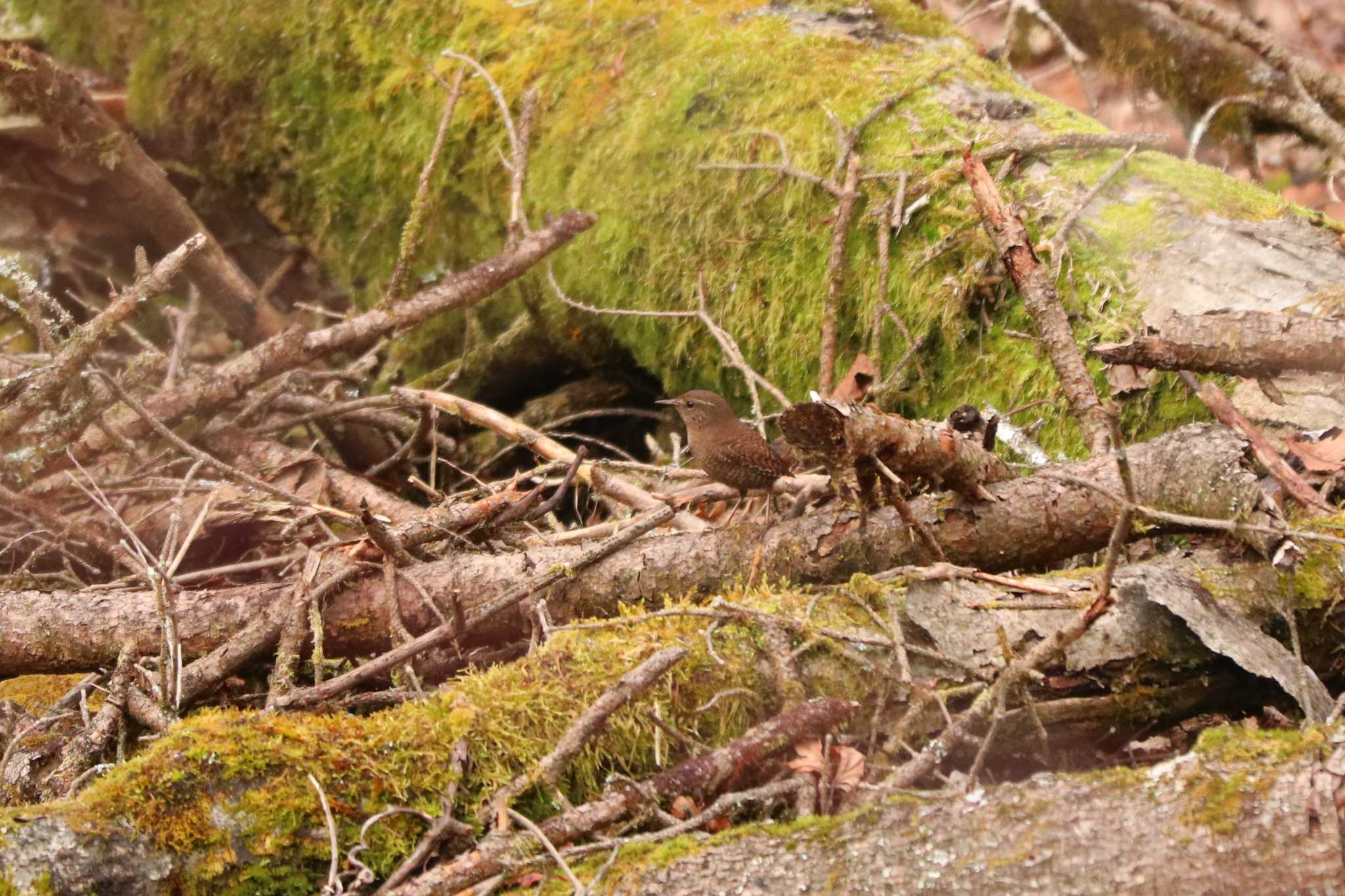 Eurasian Wren