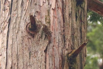 Eurasian Treecreeper Yanagisawa Pass Sat, 4/6/2024