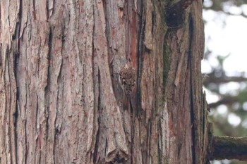 Eurasian Treecreeper Yanagisawa Pass Sat, 4/6/2024