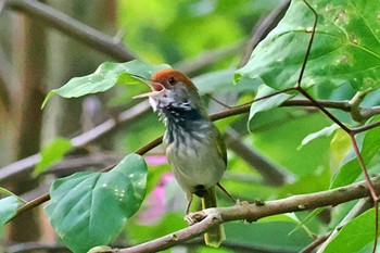 ノドグロサイホウチョウ ベトナム 2024年4月1日(月)