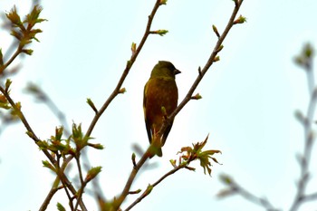 Grey-capped Greenfinch 東三河ふるさと公園 Sat, 4/6/2024