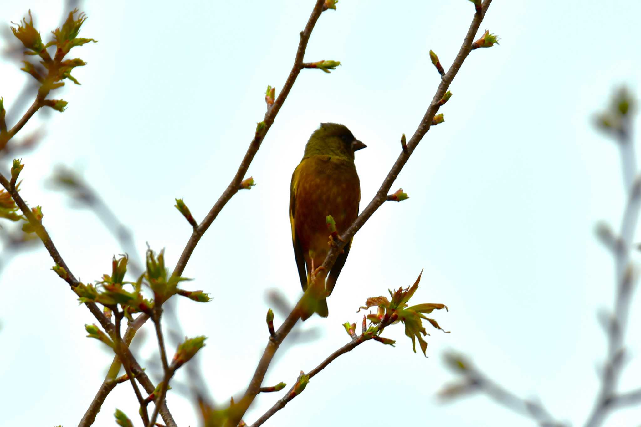 Photo of Grey-capped Greenfinch at 東三河ふるさと公園 by みそ＠VM4A