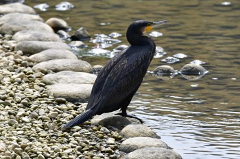 カワウ 東三河ふるさと公園 2024年4月6日(土)