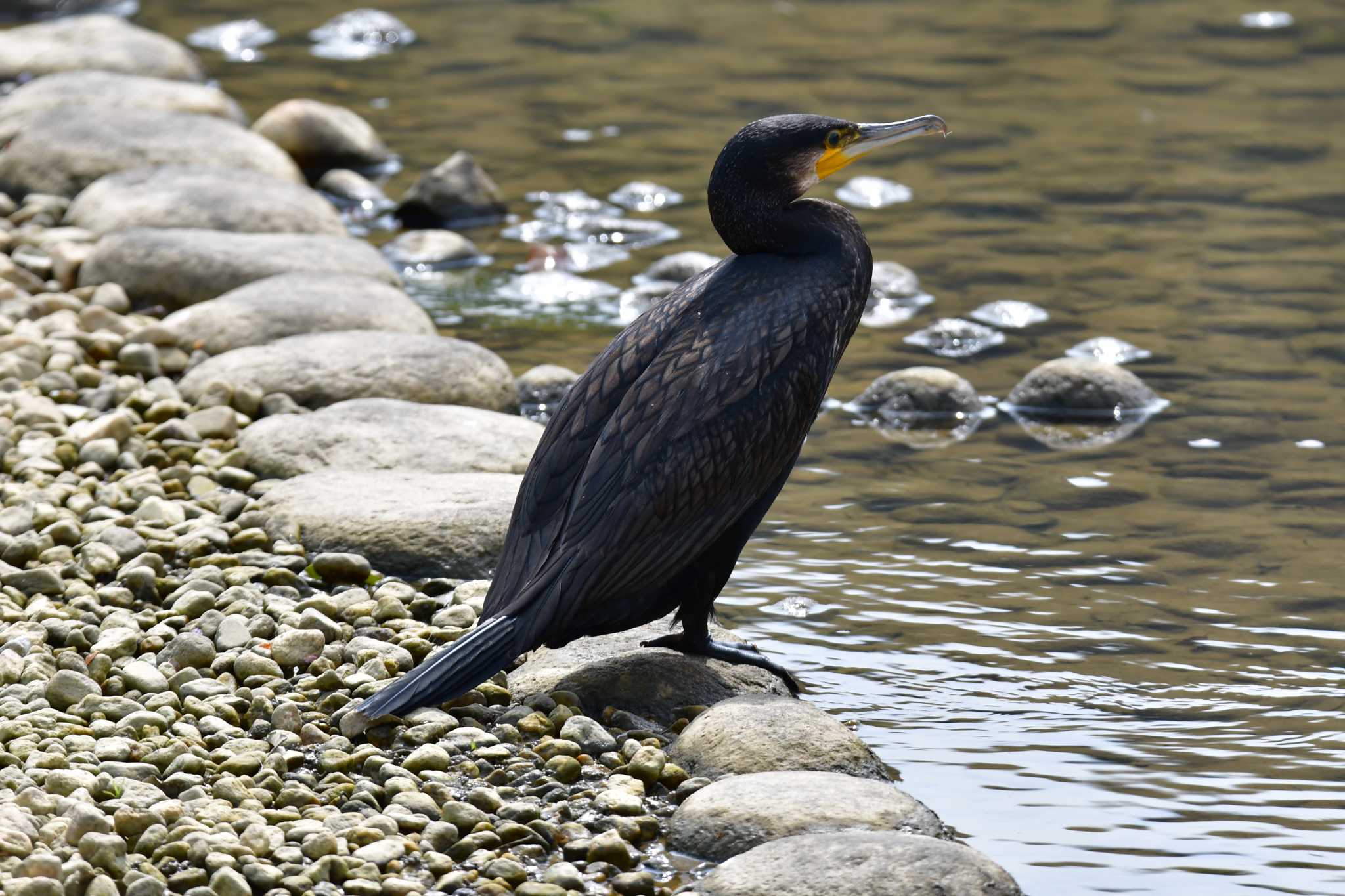 Photo of Great Cormorant at 東三河ふるさと公園 by みそ＠VM4A