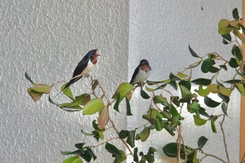 Barn Swallow Unknown Spots Mon, 4/1/2024