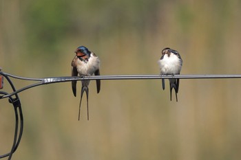 Barn Swallow Unknown Spots Mon, 4/1/2024