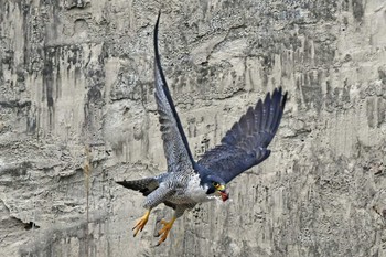 ハヤブサ 青葉山公園 2024年4月6日(土)