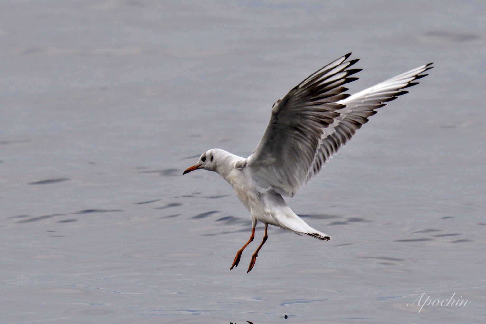 Photo of Black-headed Gull at 真鶴岬 by アポちん