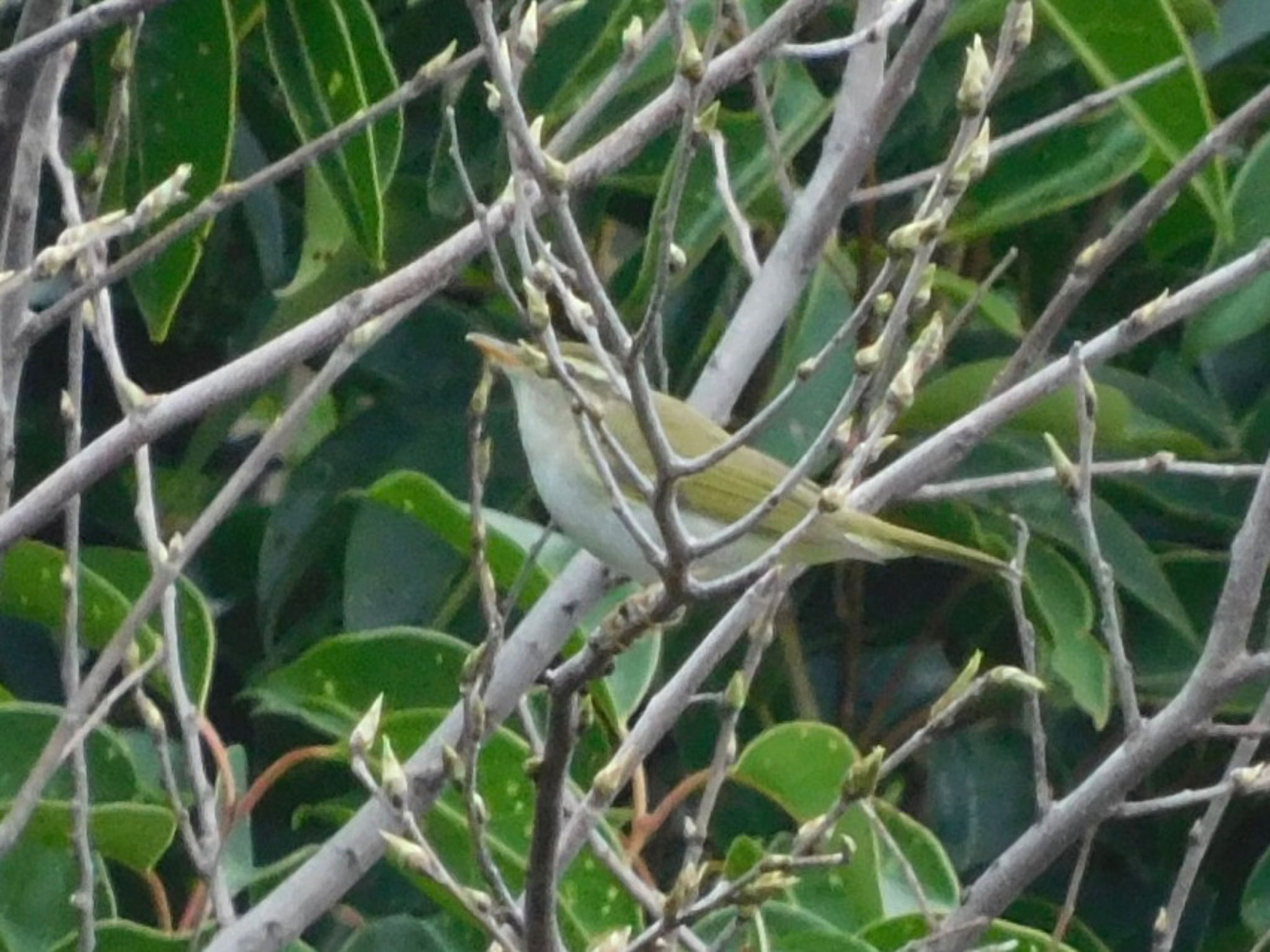 東京港野鳥公園 センダイムシクイの写真 by ucello