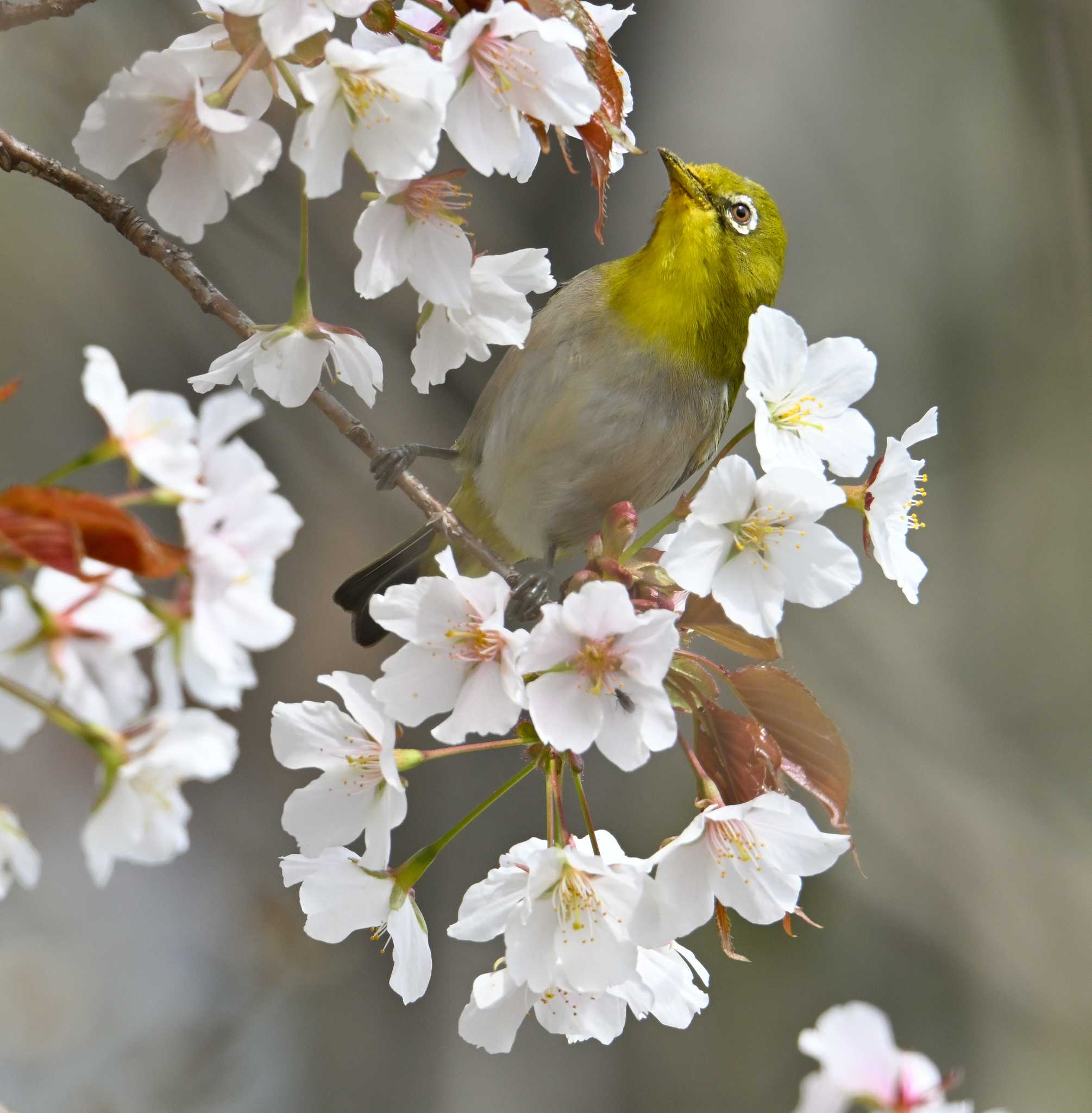 Warbling White-eye