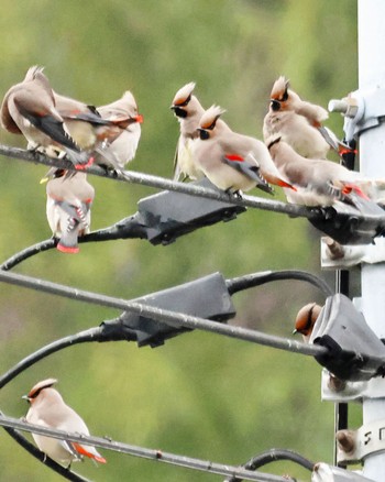 Japanese Waxwing 山口県下松市 Sun, 3/31/2024