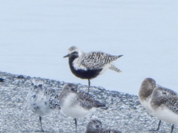 Grey Plover Sambanze Tideland Sat, 4/6/2024