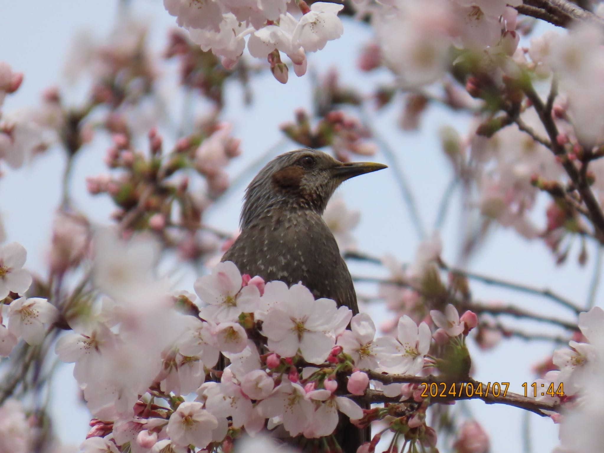 桜とヒヨドリの写真 by MIKOAISA