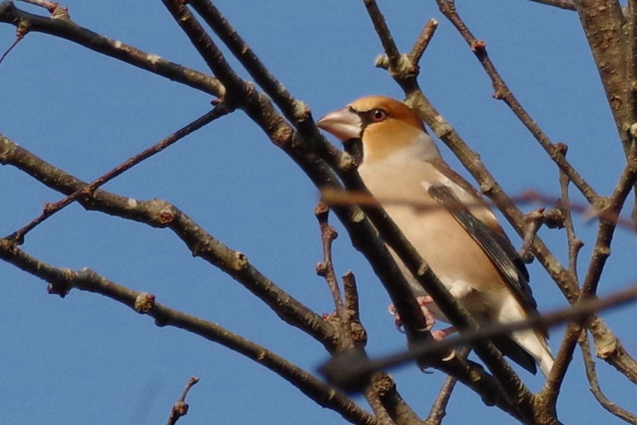 Hawfinch