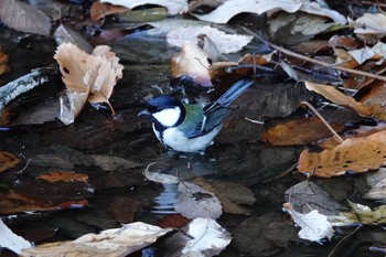 シジュウカラ 舞岡公園 2018年12月15日(土)