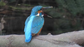 カワセミ 木曽川河跡湖公園 2024年4月2日(火)