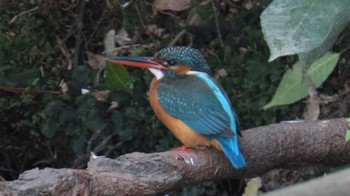 Common Kingfisher 木曽川河跡湖公園 Tue, 4/2/2024