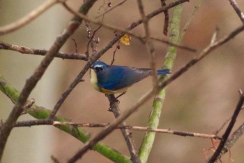 Sun, 11/21/2021 Birding report at 福島市小鳥の森