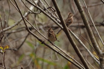 Rustic Bunting 福島市小鳥の森 Sun, 11/21/2021