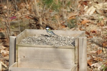 Japanese Tit 福島市小鳥の森 Sun, 11/21/2021