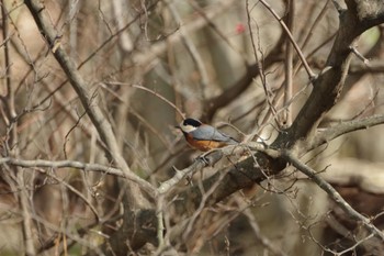 Varied Tit 福島市小鳥の森 Sun, 11/21/2021