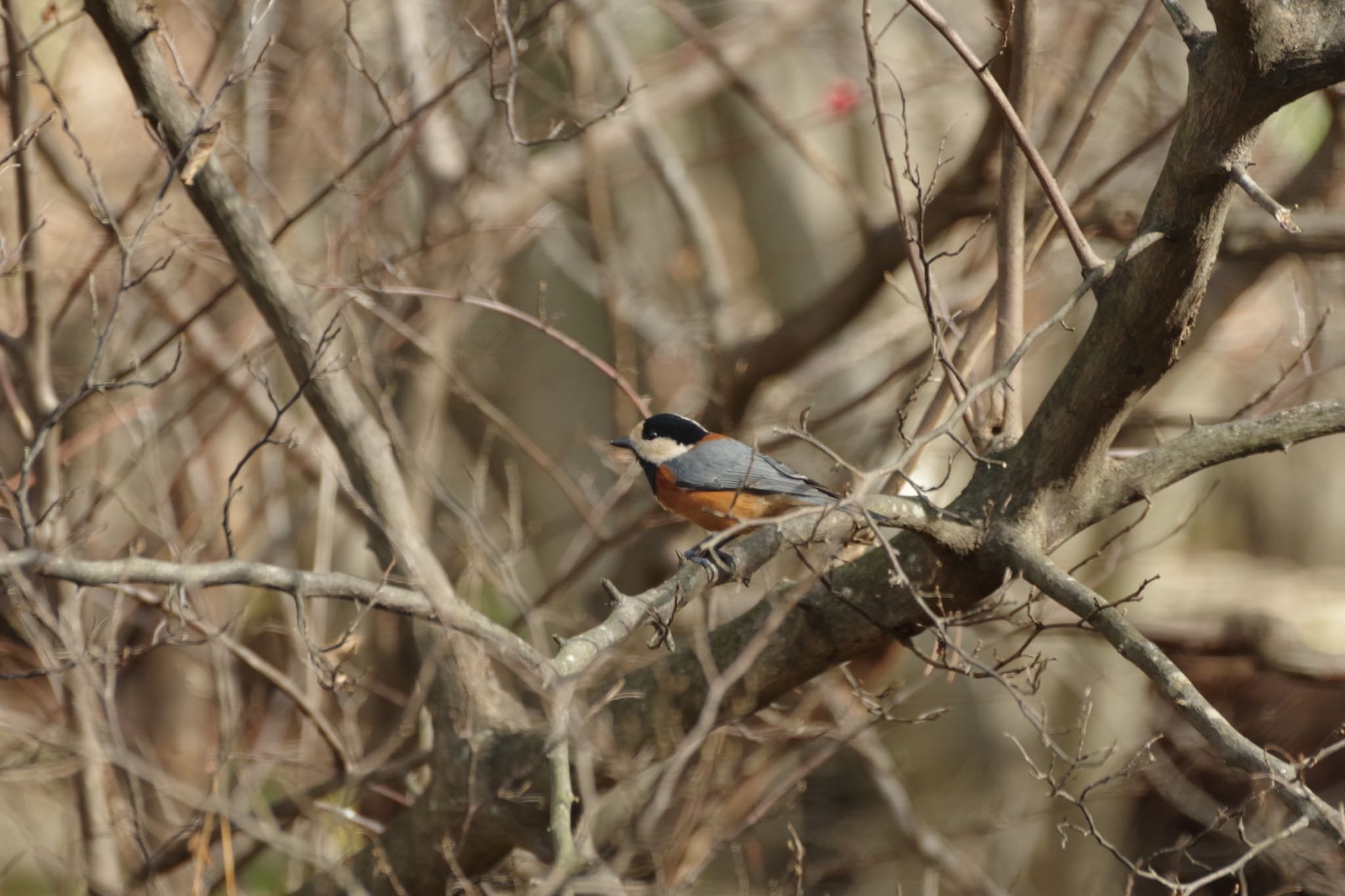 Varied Tit