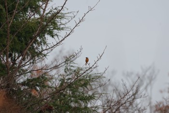 Daurian Redstart 福島市小鳥の森 Sun, 11/21/2021