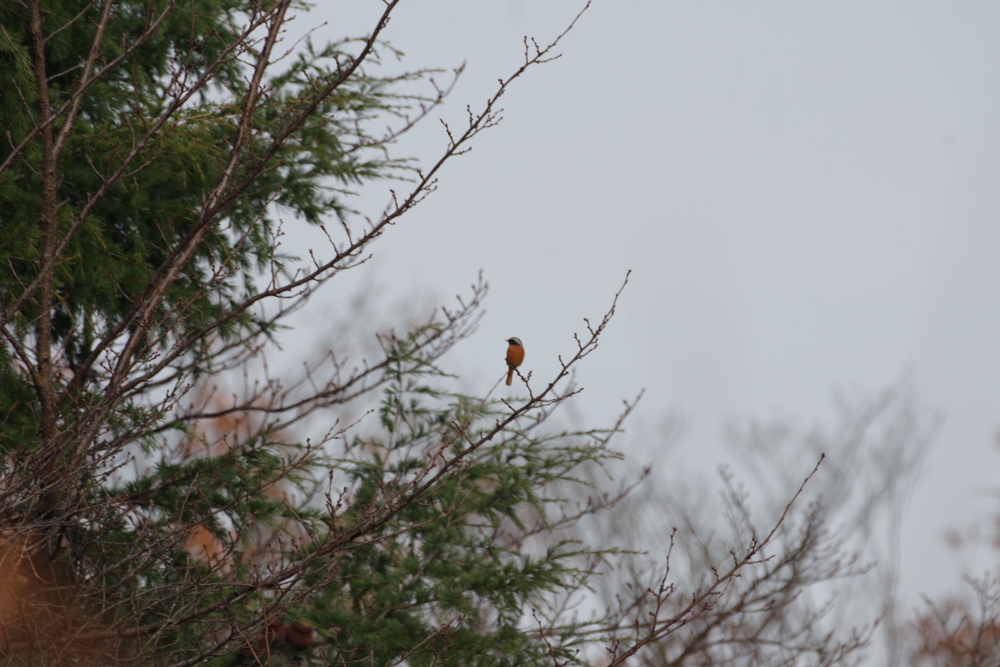 Daurian Redstart