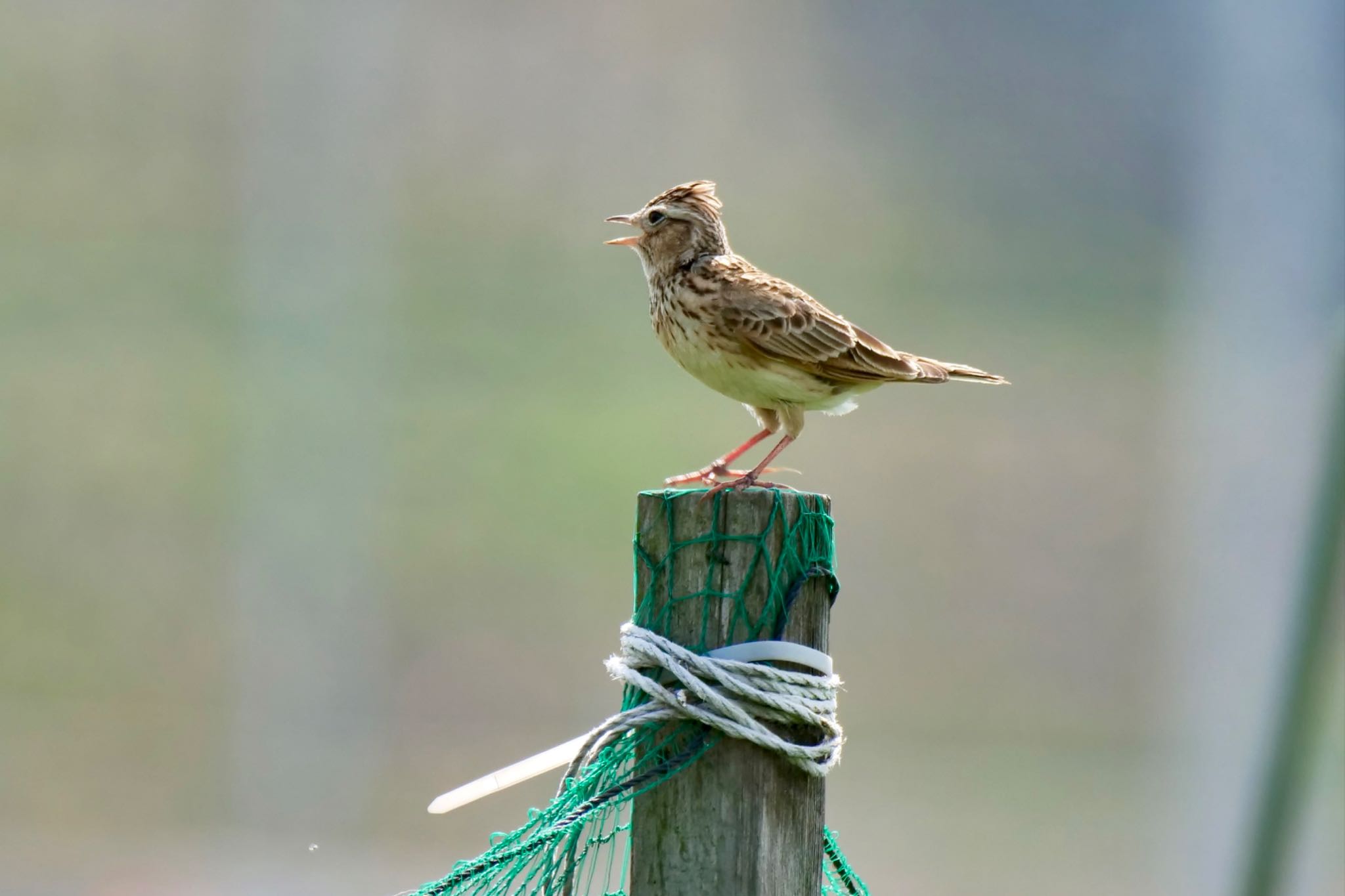 Photo of Eurasian Skylark at 知多市 by sana