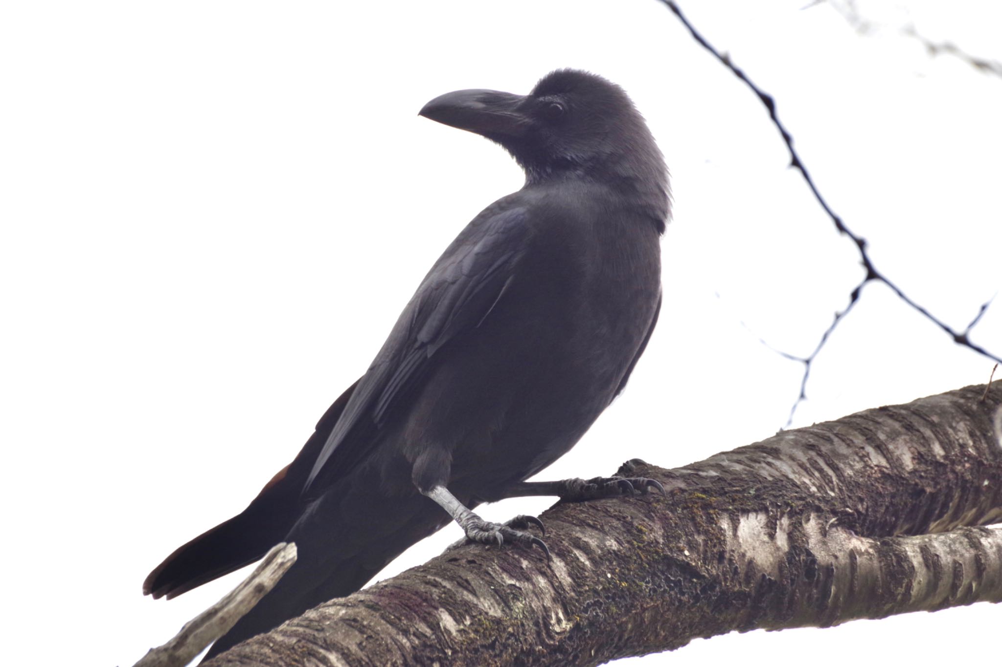Photo of Large-billed Crow at 福島市小鳥の森 by 015