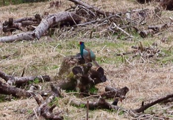 Green Pheasant 栃木県足利市 Sat, 4/6/2024