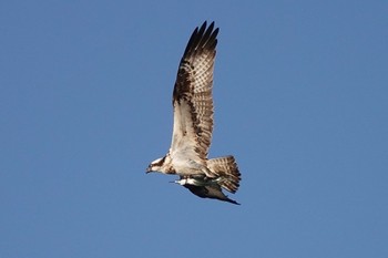 Osprey Unknown Spots Mon, 4/1/2024